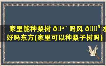 家里能种梨树 🪴 吗风 🐳 水好吗东方(家里可以种梨子树吗)